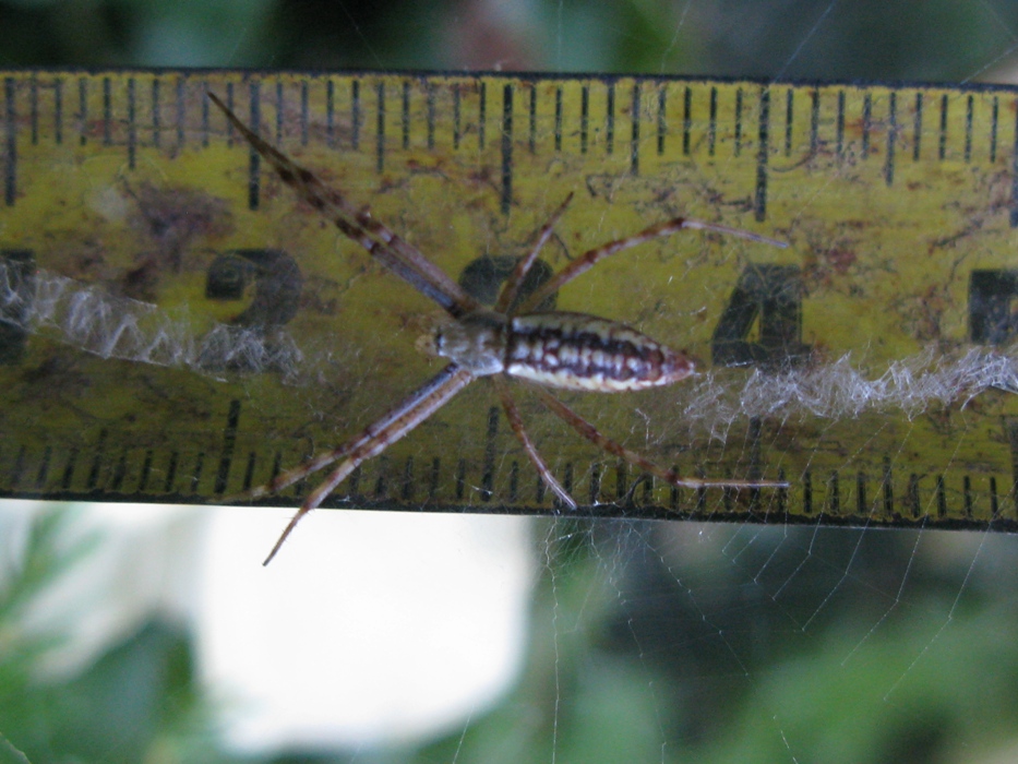 Argiope bruennichi